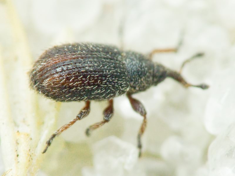 Gymnetron stimulosum Germar, 1821